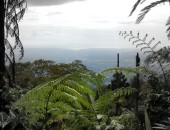 Malaysia, jungle Malaysia, jungle