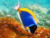 Male, fish Male, fish