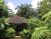 Martinique, garden
