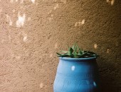 Plant from Majorelle Gardens Cheap flights to Marrakech: Moroccan pottery