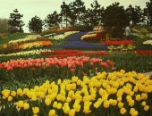 Netherlands, tulips