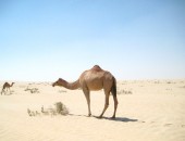 Qatar, camel
