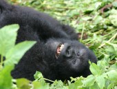 Rwanda, gorilla