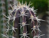 Lanzarote, cactus