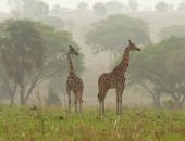 Uganda, giraffes