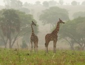 Uganda, giraffes Uganda, giraffes