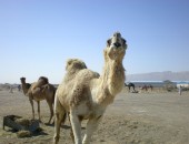 Abu Dhabi, camel