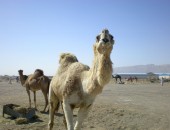 Cheap flights to Abu Dhabi Abu Dhabi, camel