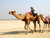 Dubai, Camels
