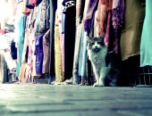 Dubai, Cat In Souk