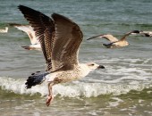Bournemouth, gulls