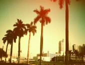 Cheap flights to Miami: Palm trees
