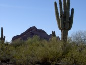 Phoenix, cactus