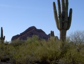 Phoenix, cactus Phoenix, cactus