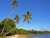 Vanuatu, palms