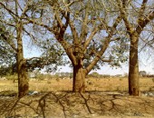 Lusaka, trees