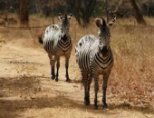 Zambia, zebra