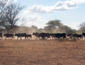 Harare, cows
