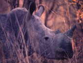 Zimbabwe, rhino
