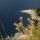 Croatian flowers