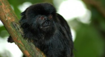 Man caught smuggling 18 monkeys under his clothes in Mexico