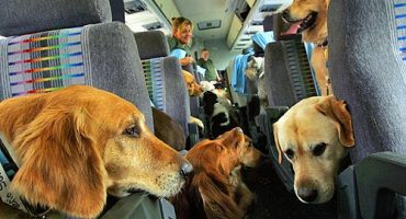 Pet Airways, an airline only for animals