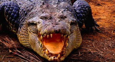 Aeroplane crashes after crocodile escapes
