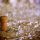 Champagne cork