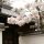 Cherry blossoms at Nanzenji Temple