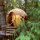 tree-house