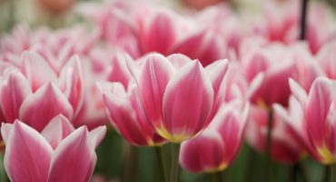 Tulip talk: Keukenhof in Spring