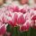 Tulips in Amsterdam