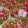 Amsterdam tulip market