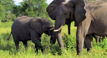 #TTOT Round-up: Scoping out wildlife all over the world