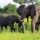 Wildlife travel around the world