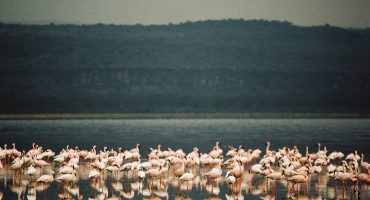 Bird Watching: Kenya’s Lake Nakuru for £368