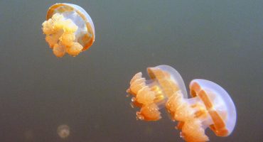 Under the sea: Where to swim with the ocean’s most fascinating creatures