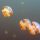Jellyfish in Palau