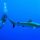 swimming with sharks
