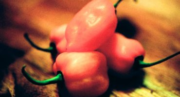 Follow your taste buds: peppers that could kill