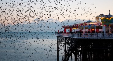 Murmuration: an ode to nature