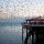Starlings
