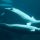 Cool diving spots