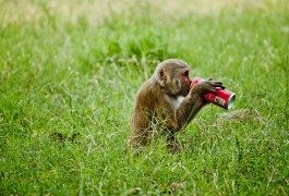 Coca-colanization: Always Coca-Cola? No way…
