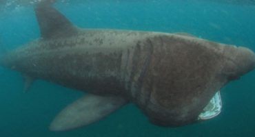 Swim with sharks… and photograph them!