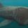 Basking shark