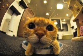 Trending topics: Japan’s cat cafés… more than just lattes