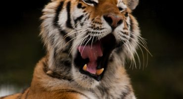On a tiger hunt? India is no longer an option