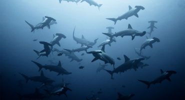 #fridayfinds: swimming with sharks