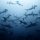 hammerheads